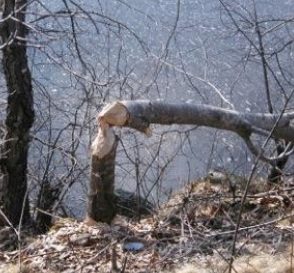 Beaver Work
