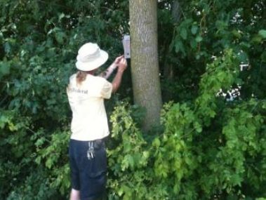 Trail Counter Mounted on a Tree