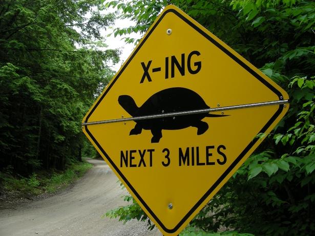 turtle crossing image