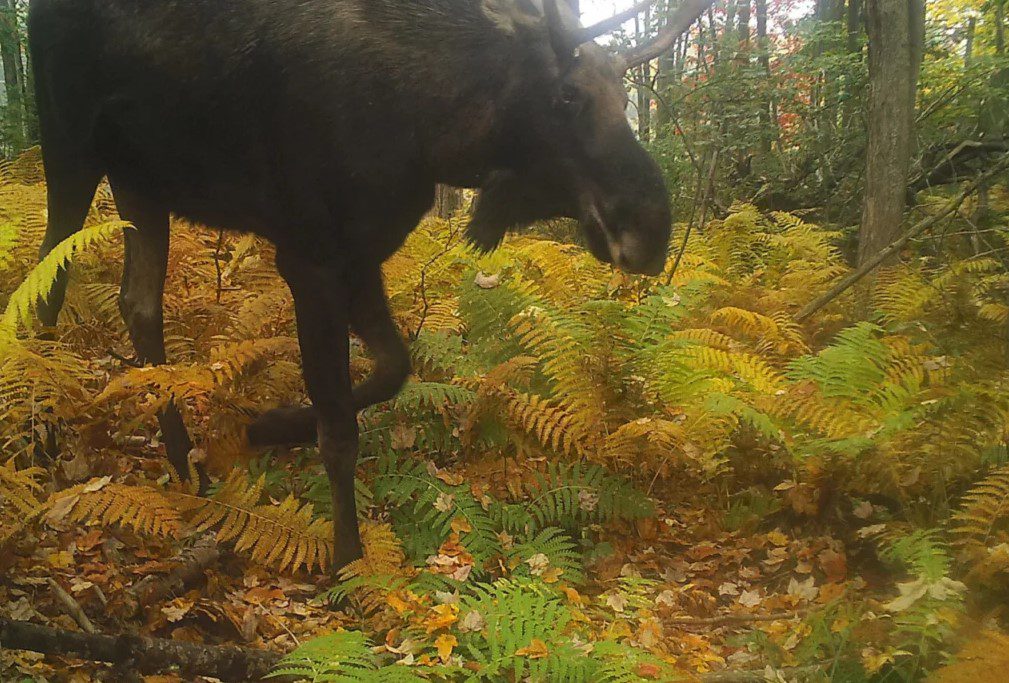 Wildlife seen on the Eastern Trail